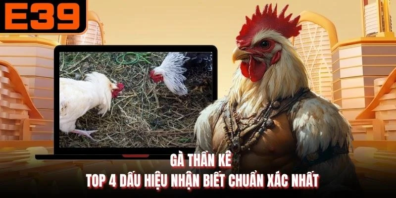 Gà Thần Kê - Top 4 Dấu Hiệu Nhận Biết Chuẩn Xác Nhất